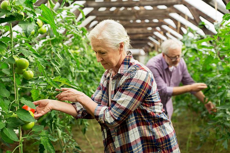 农业园艺农业老人人的老年女子男子农场的温室里收获西红柿作物