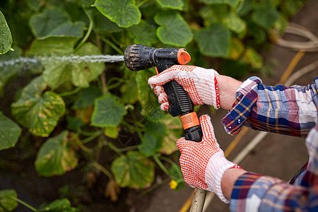 农业,园艺,农业人的农民与花园软管浇水黄瓜幼苗农场温室农民温室里用