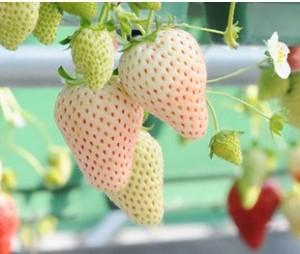 泰通园艺图 ,草莓苗种植,滨州草莓苗